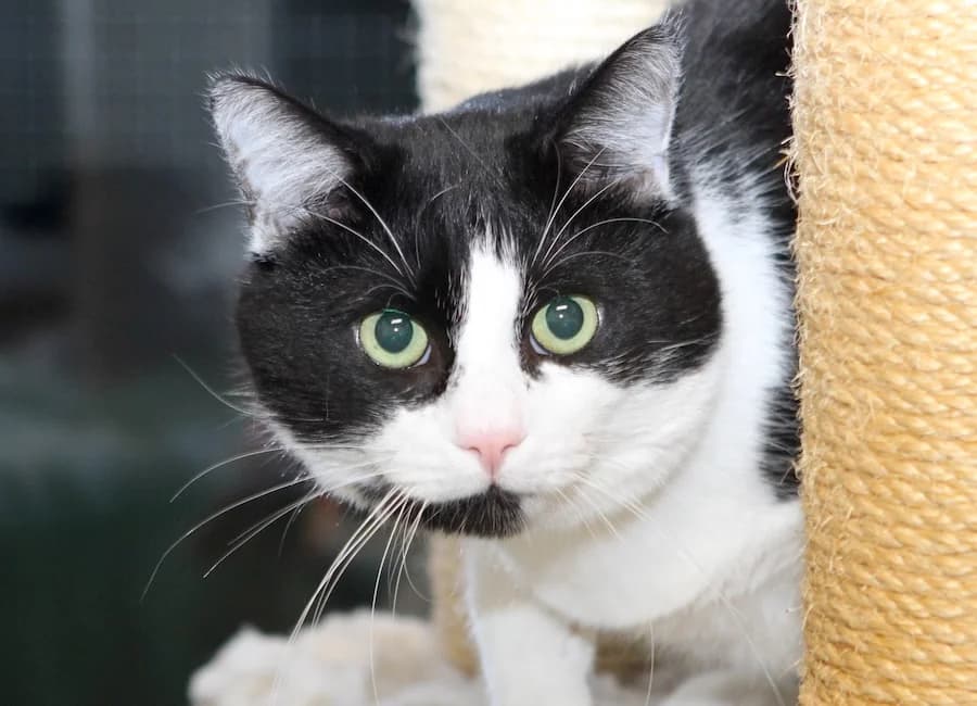 Ikarus, schwarz-weiß male mixed breed for adoption at Tierschutzverein Heilbronn, Heilbronn
