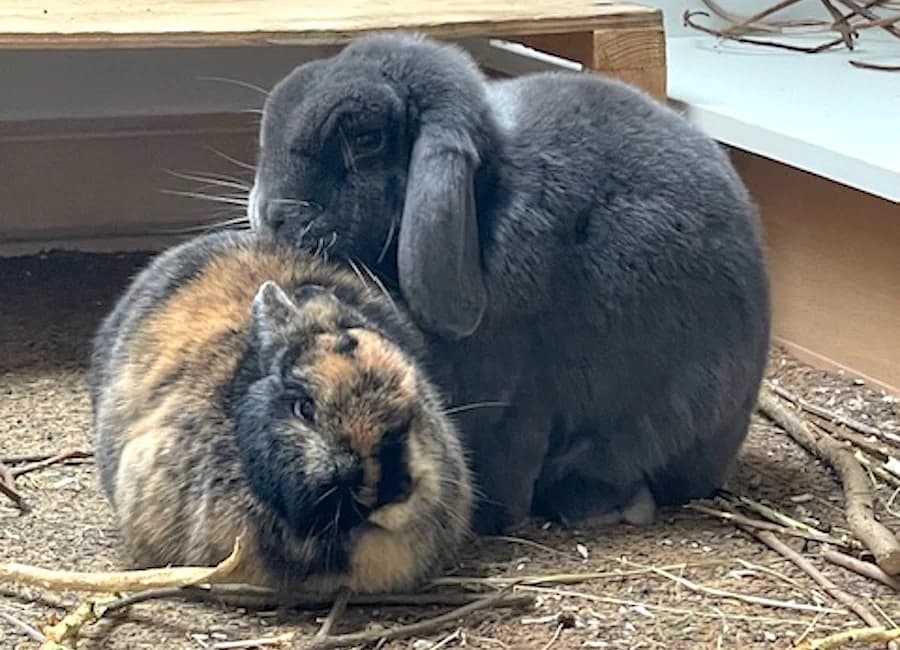 Coco & Mr. Grey, male mixed breed for adoption at Tierschutzverein Heilbronn, Heilbronn