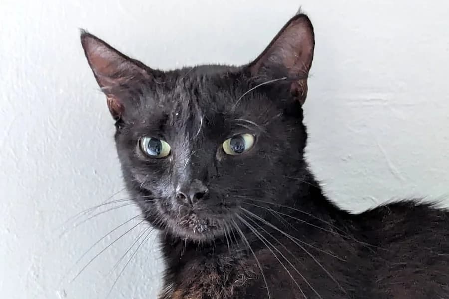 Bounty, schwarz female mixed breed for adoption at Tierschutzverein Heilbronn, Heilbronn