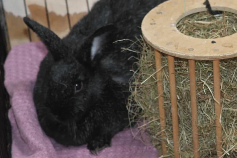 Emy, schwarz-silber female mixed breed for adoption at Tierschutzverein Heilbronn, Heilbronn