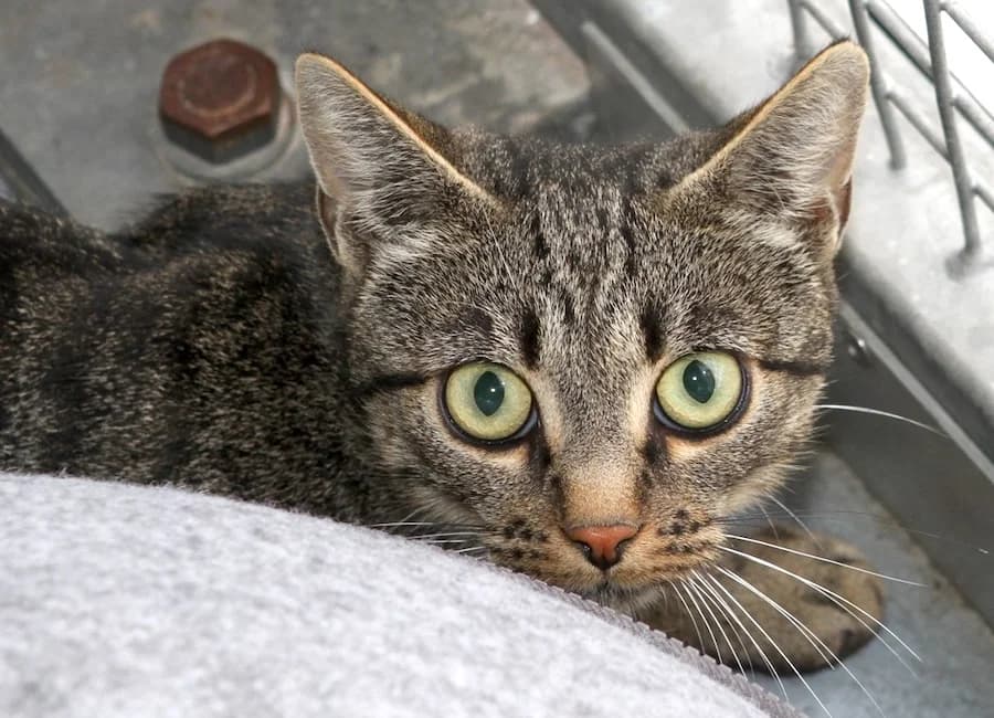 Kiara, getigert female mixed breed for adoption at Tierschutzverein Heilbronn, Heilbronn