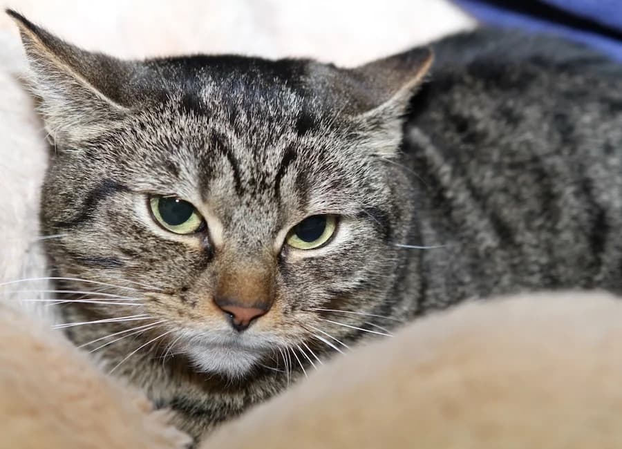 Mila, getigert female 4yo mixed breed for adoption at Tierschutzverein Heilbronn, Heilbronn