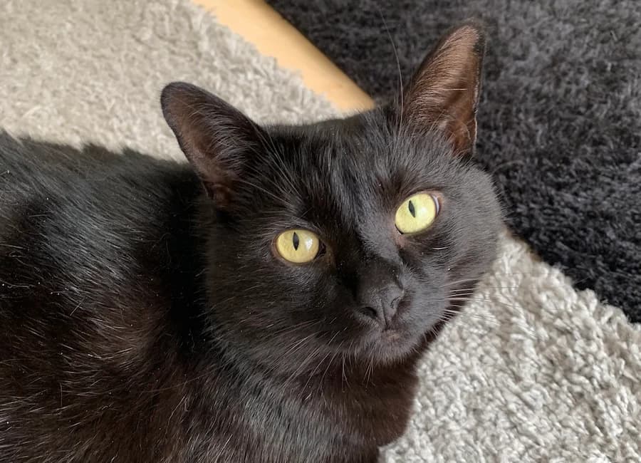 Paco, schwarz female senior mixed breed for adoption at Tierschutzverein Heilbronn, Heilbronn