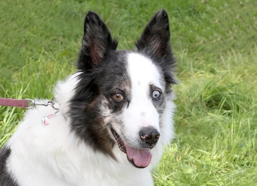 Otto, male 7yo Border Collie for adoption at Tierschutzverein Heilbronn, Heilbronn
