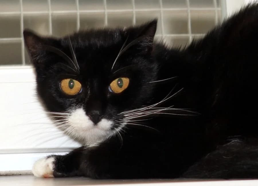 Bijou, schwarz-weiß female young mixed breed for adoption at Tierschutzverein Heilbronn, Heilbronn