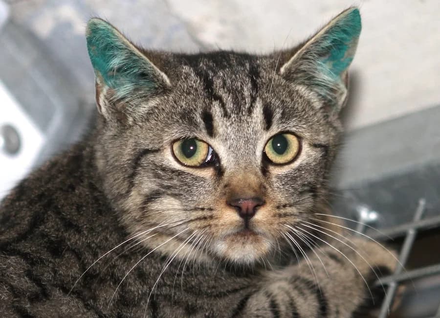 Schlumpf, getigert male young mixed breed for adoption at Tierschutzverein Heilbronn, Heilbronn