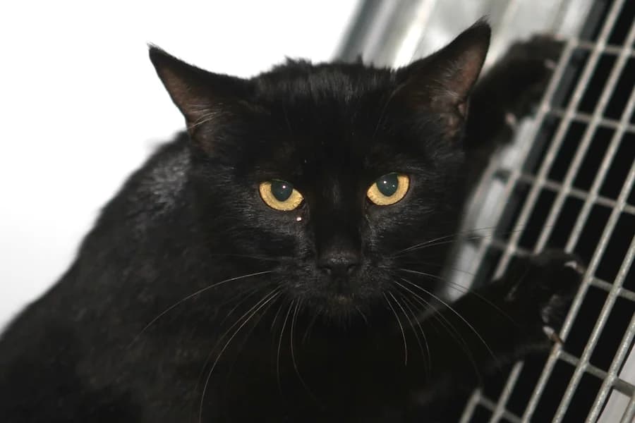 Bellatrix, schwarz female young mixed breed for adoption at Tierschutzverein Heilbronn, Heilbronn