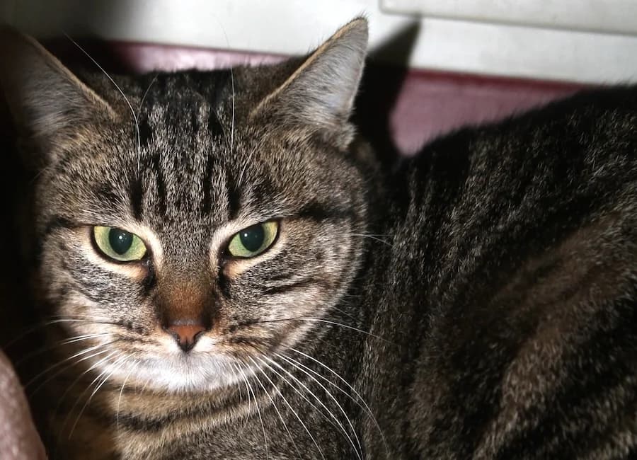 Kate, getigert female young mixed breed for adoption at Tierschutzverein Heilbronn, Heilbronn