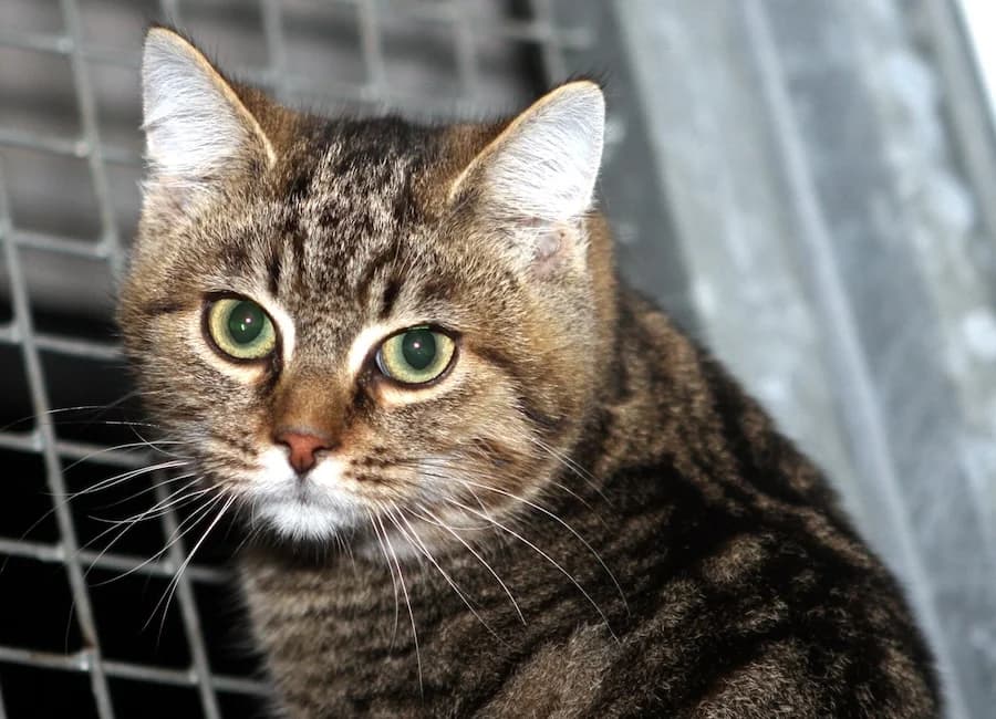 Kurt, getigert male young mixed breed for adoption at Tierschutzverein Heilbronn, Heilbronn