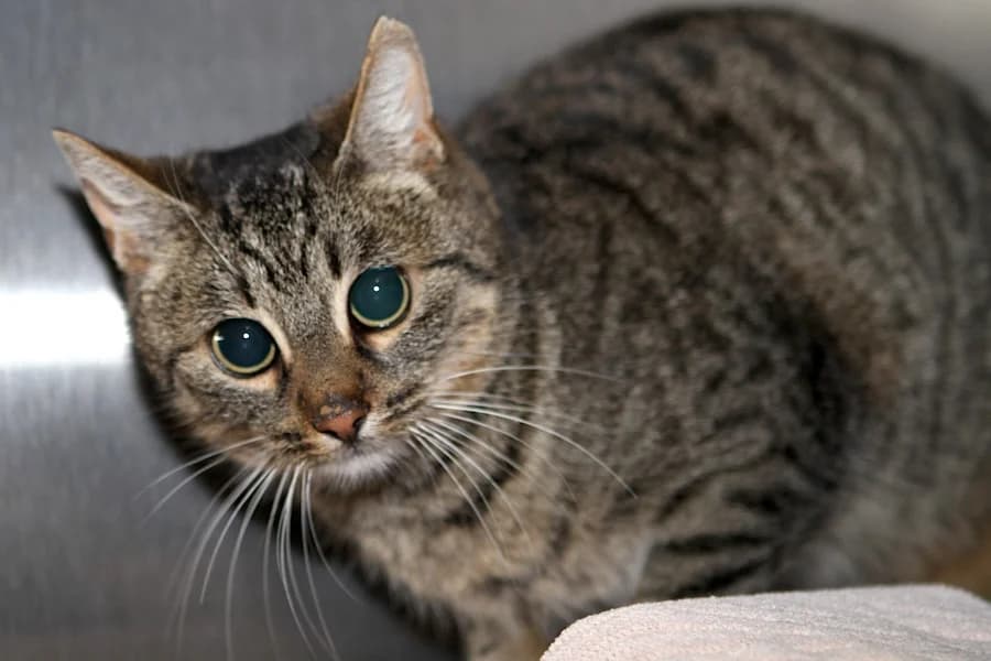 Wanja, getigert female young mixed breed for adoption at Tierschutzverein Heilbronn, Heilbronn