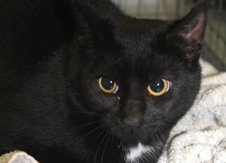 Rocket, schwarz mit weiß male young mixed breed for adoption at Tierschutzverein Heilbronn, Heilbronn