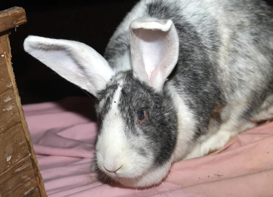 Amelia, weiß-grau female mixed breed for adoption at Tierschutzverein Heilbronn, Heilbronn