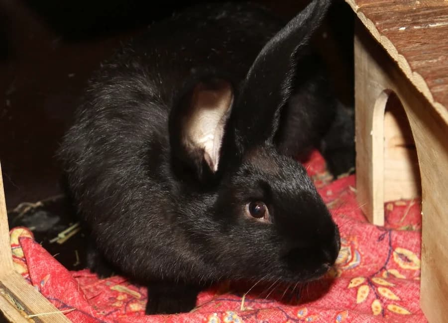 Ayleen, schwarz female mixed breed for adoption at Tierschutzverein Heilbronn, Heilbronn