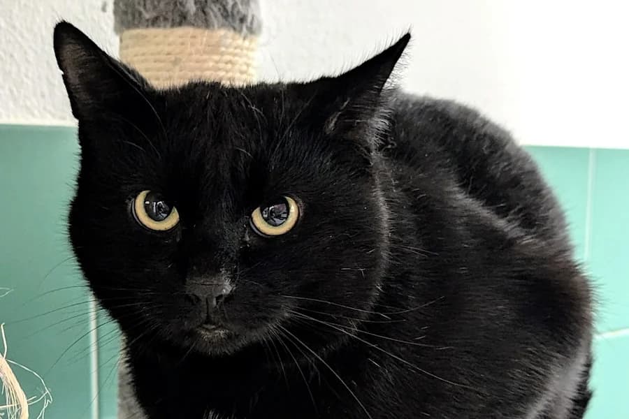 Frodo, schwarz male young mixed breed for adoption at Tierschutzverein Heilbronn, Heilbronn