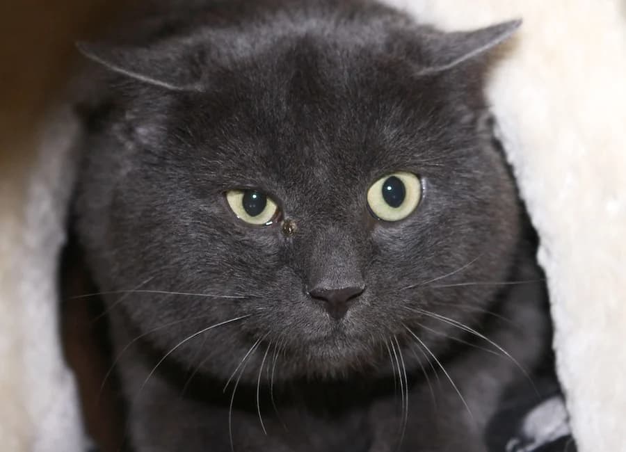 Soul, grau male mixed breed for adoption at Tierschutzverein Heilbronn, Heilbronn