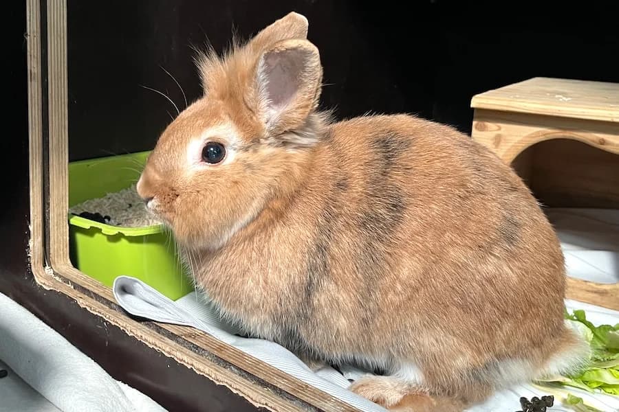 Riko & Taya, male mixed breed for adoption at Tierschutzverein Heilbronn, Heilbronn