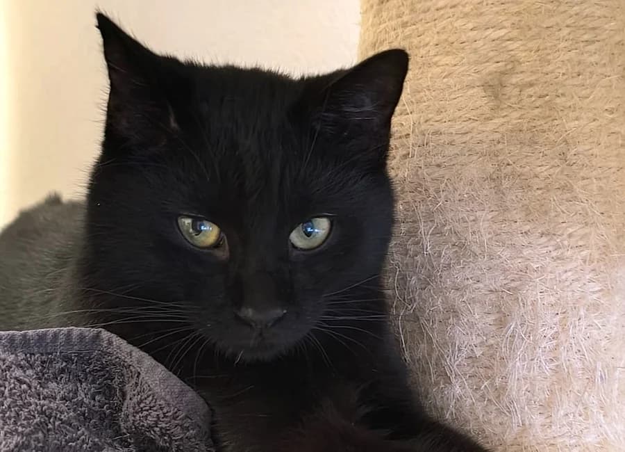 Hudson, schwarz male young mixed breed for adoption at Tierschutzverein Heilbronn, Heilbronn