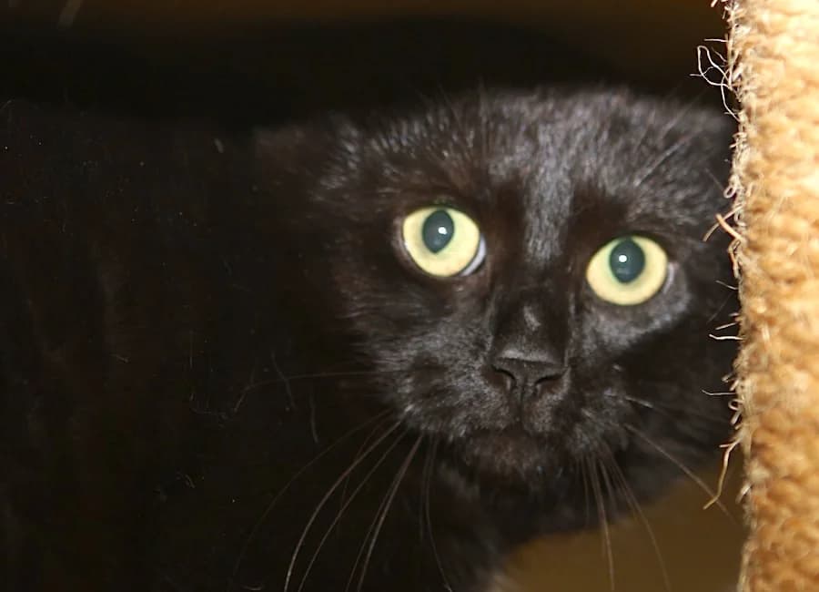 Fibi, schwarz female puppy mixed breed for adoption at Tierschutzverein Heilbronn, Heilbronn