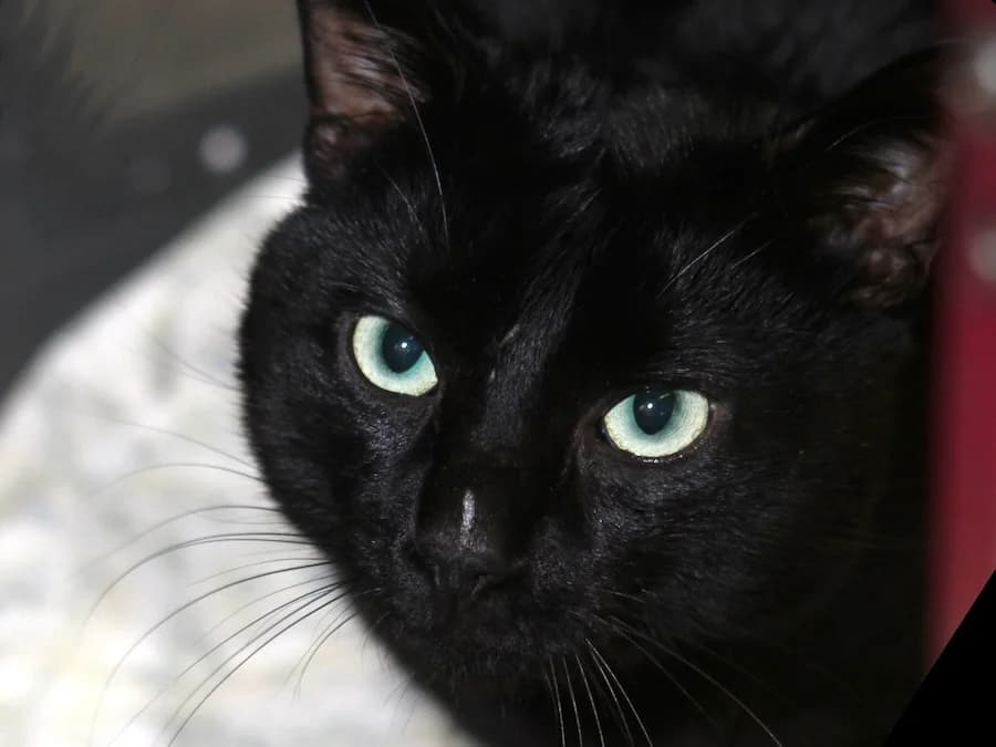 Kuro, schwarz male young mixed breed for adoption at Tierschutzverein Heilbronn, Heilbronn