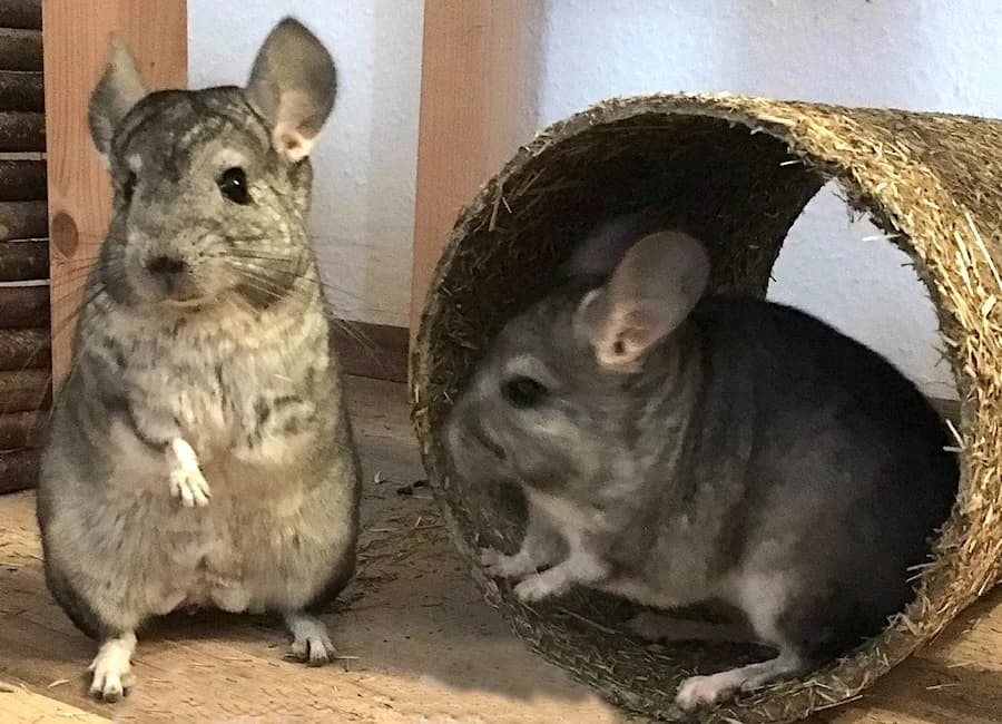 Linne & Rocco, grau male senior Chinchilla for adoption at Tierschutzverein Heilbronn, Heilbronn