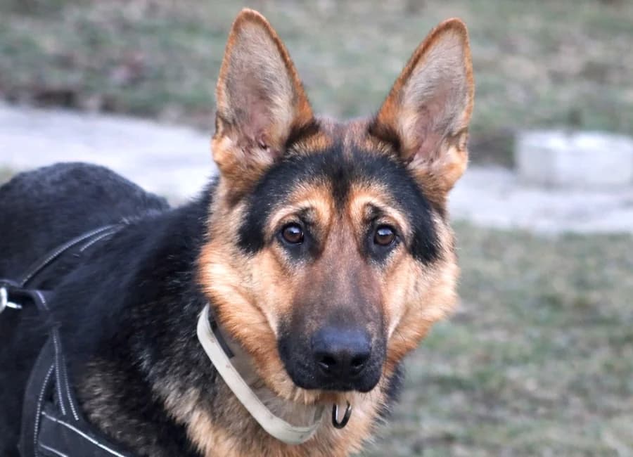 Bella, female young German Shepherd for adoption at Tierschutzverein Heilbronn, Heilbronn