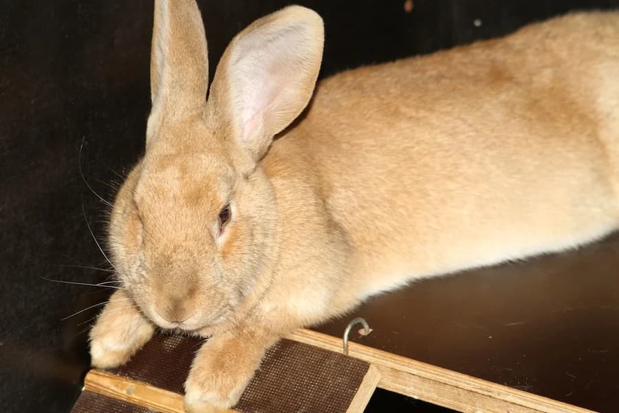 Cosima, braun female mixed breed for adoption at Tierschutzverein Heilbronn, Heilbronn