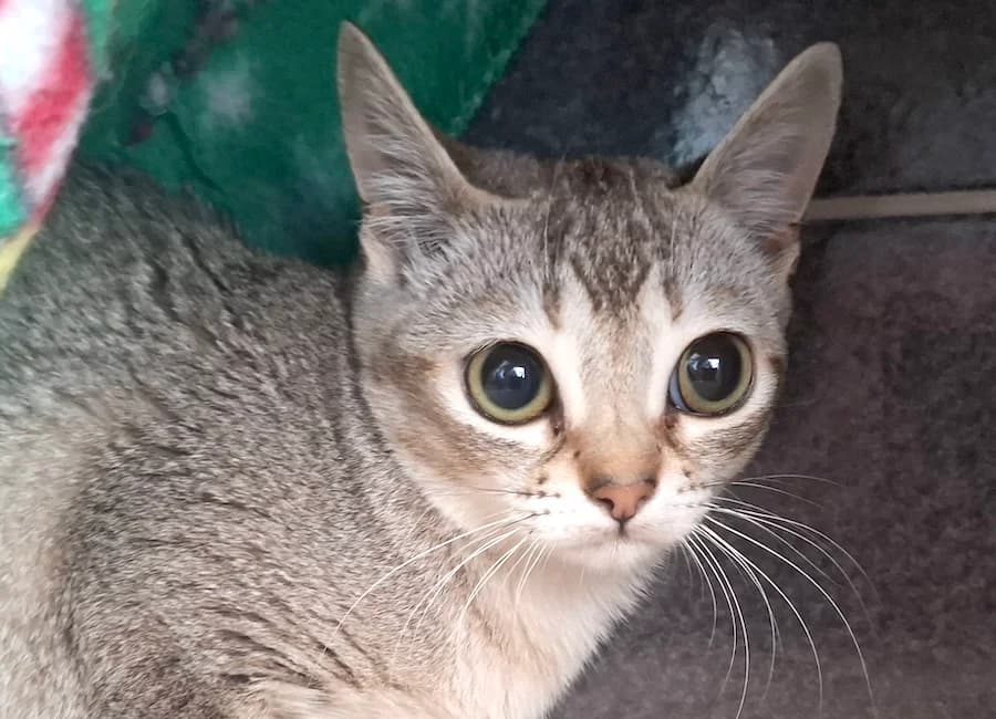 Bonnie, agouti female mixed breed for adoption at Tierschutzverein Heilbronn, Heilbronn