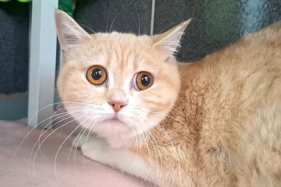 Stitch, rot-getigert male British Shorthair for adoption at Tierschutzverein Heilbronn, Heilbronn