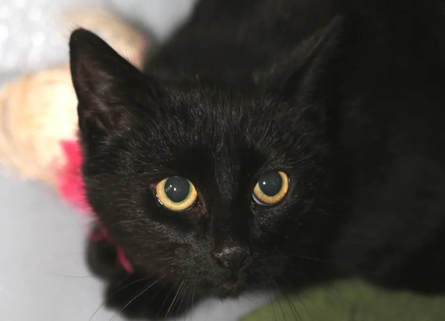 Cynthia, schwarz female puppy mixed breed for adoption at Tierschutzverein Heilbronn, Heilbronn