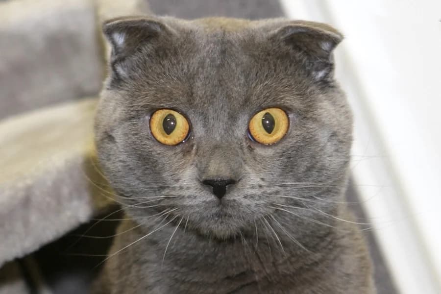 Scotch, male Scottish Fold for adoption at Heilbronn
