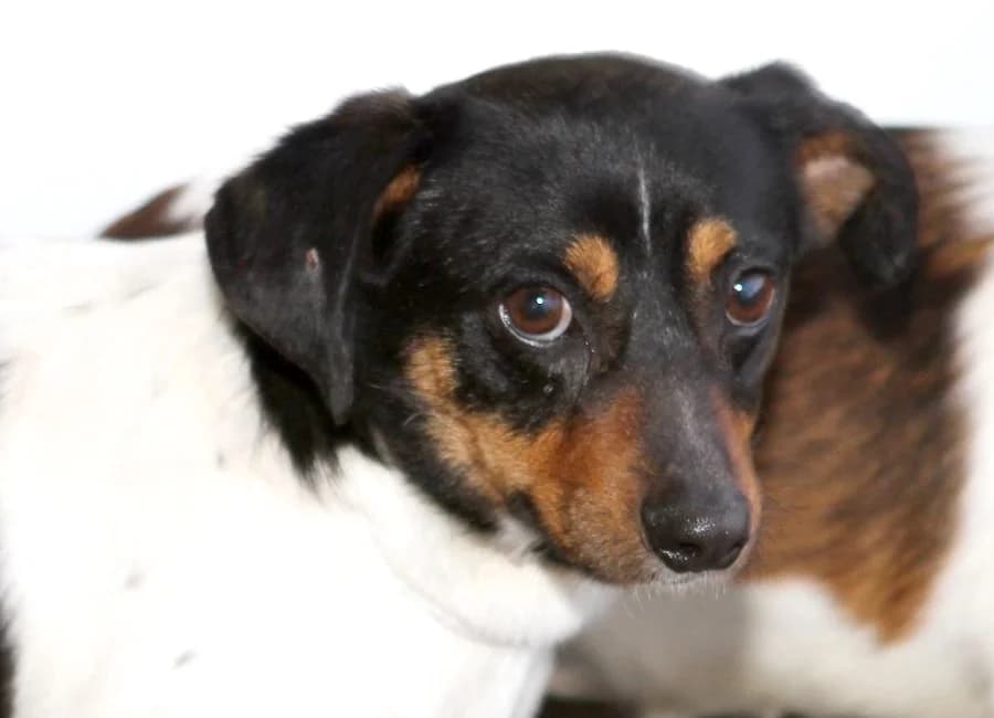 Boomer, male young Mixed Breed for adoption at Tierschutzverein Heilbronn, Heilbronn