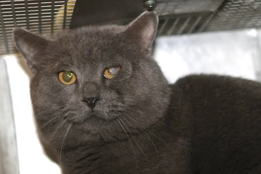 Enzo, grau male British Shorthair for adoption at Tierschutzverein Heilbronn, Heilbronn