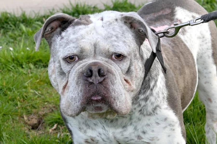 Don, male English Bulldog for adoption at Tierschutzverein Heilbronn, Heilbronn