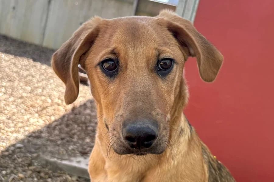 Jacko, male puppy Mixed Breed for adoption at Tierschutzverein Heilbronn, Heilbronn