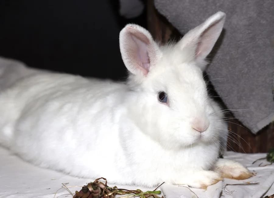 Lilly, weiß female mixed breed for adoption at Tierschutzverein Heilbronn, Heilbronn