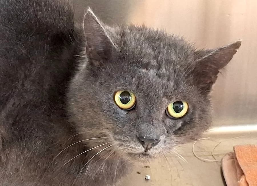 Gandalf, grau male mixed breed for adoption at Tierschutzverein Heilbronn, Heilbronn