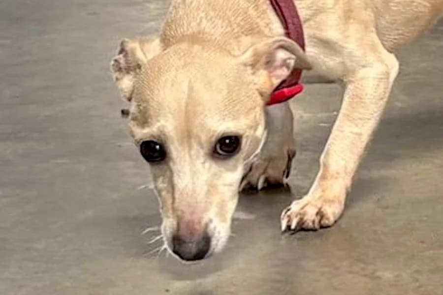 Susie, female Mixed Breed for adoption at Tierschutzverein Heilbronn, Heilbronn