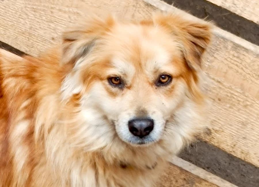 Max, male Mixed Breed for adoption at Tierschutzverein Heilbronn, Heilbronn