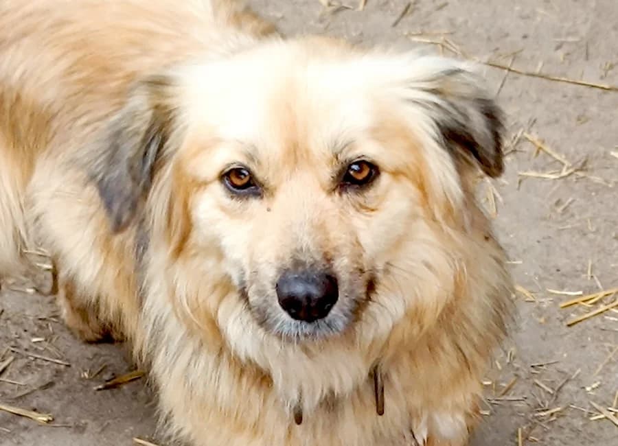 Moritz, male Mixed Breed for adoption at Tierschutzverein Heilbronn, Heilbronn
