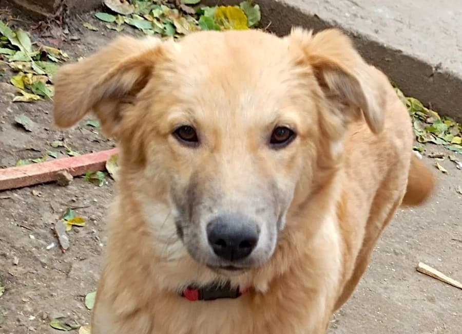 Felix, male Mixed Breed for adoption at Tierschutzverein Heilbronn, Heilbronn