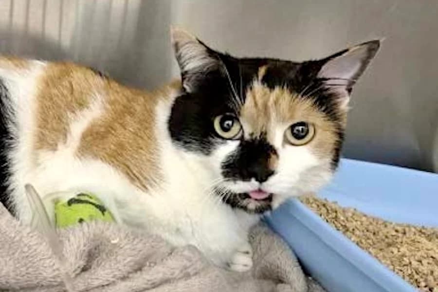 Berta, tricolor female mixed breed for adoption at Tierschutzverein Heilbronn, Heilbronn