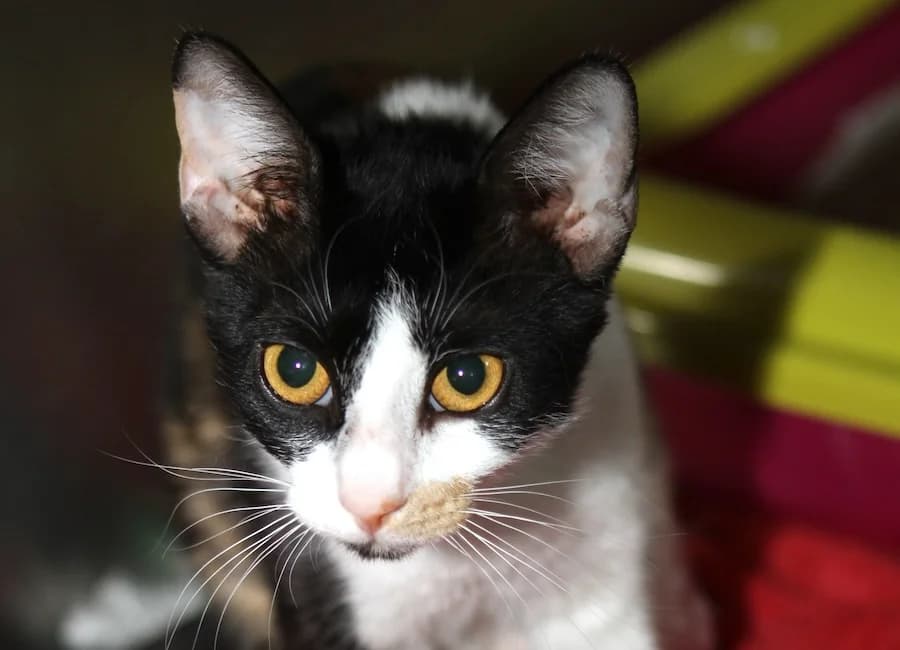 Hekate, tricolor female mixed breed for adoption at Tierschutzverein Heilbronn, Heilbronn