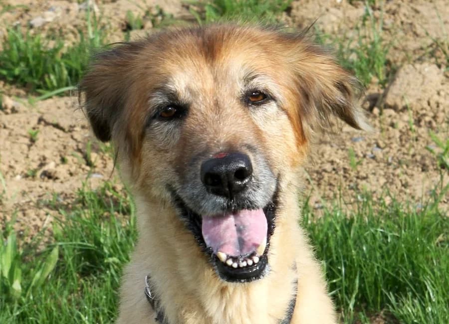 Tessa, female senior Mixed Breed for adoption at Tierschutzverein Heilbronn, Heilbronn