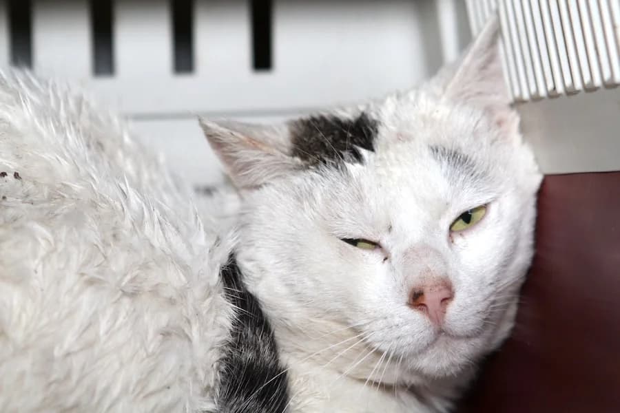 Fussel, weiß-schwarz male puppy mixed breed for adoption at Tierschutzverein Heilbronn, Heilbronn