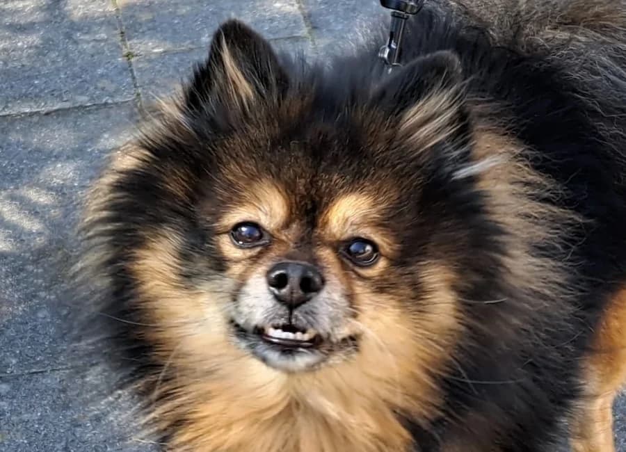 Balou, male Pomeranian for adoption at Tierschutzverein Heilbronn, Heilbronn