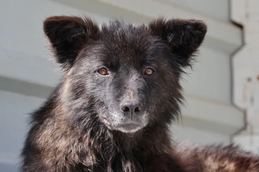 Mirna, female Mixed Breed for adoption at Tierschutzverein Heilbronn, Heilbronn