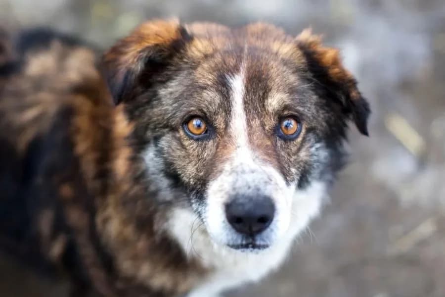 Malou, female 6yo Mixed Breed for adoption at Tierschutzverein Heilbronn, Heilbronn