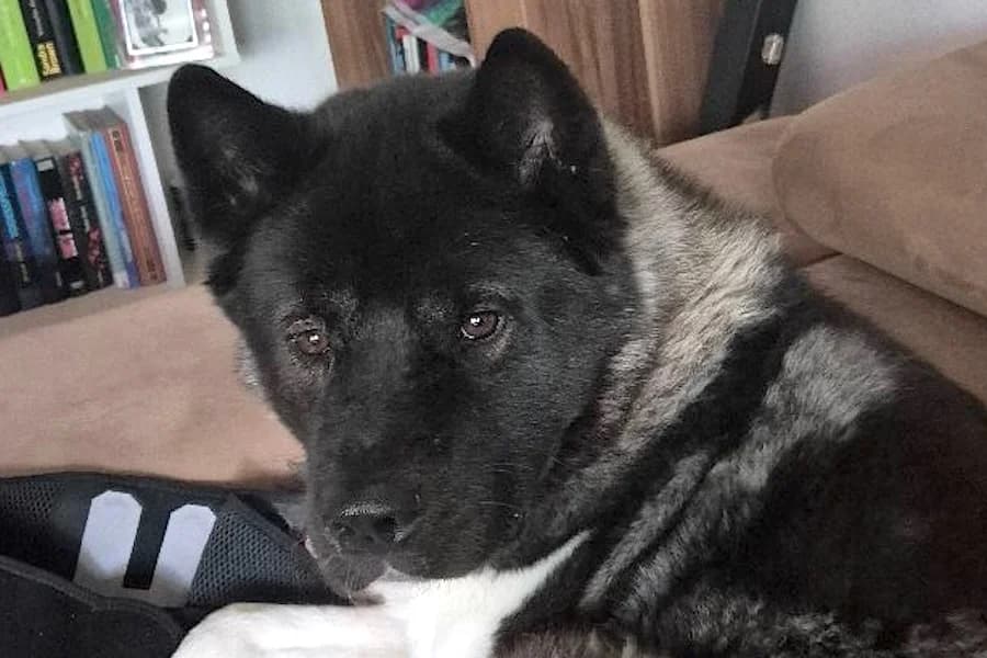 Ketty, female 5yo Akita for adoption at Tierschutzverein Heilbronn, Heilbronn