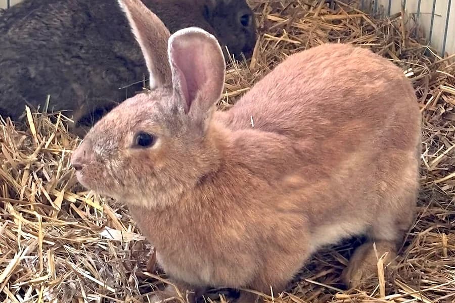 Cleo, hellbraun female mixed breed for adoption at Tierschutzverein Heilbronn, Heilbronn