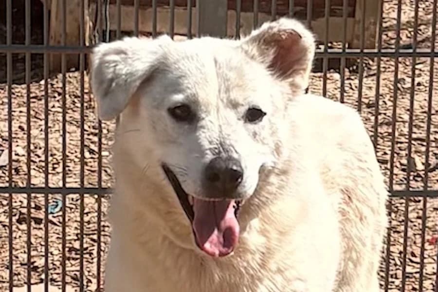Maura, female young Mixed Breed for adoption at Tierschutzverein Heilbronn, Heilbronn